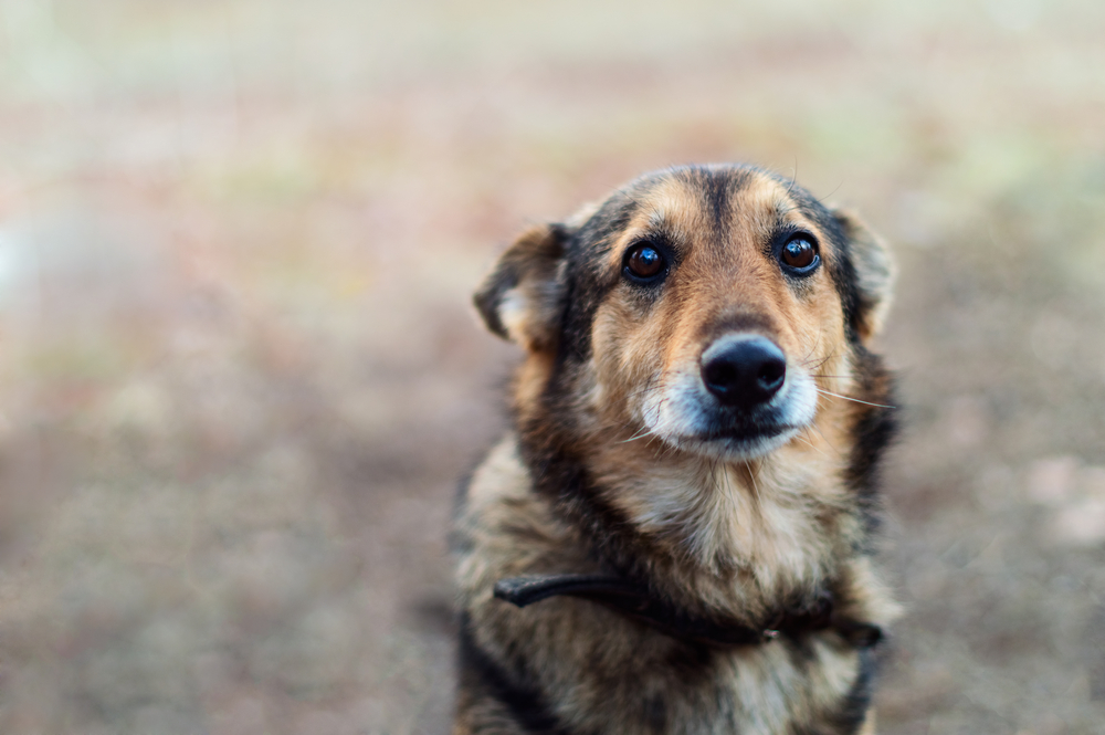 Homeless abandoned stray dog with sad eyes, representing pet rescue and veterinary care needs