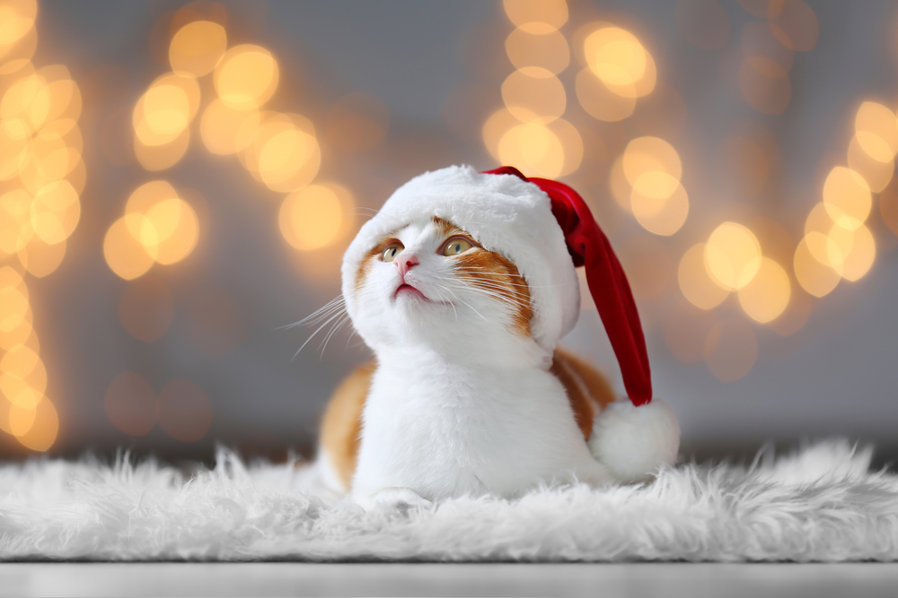 Cute cat wearing a Santa Claus hat with blurred Christmas lights in the background