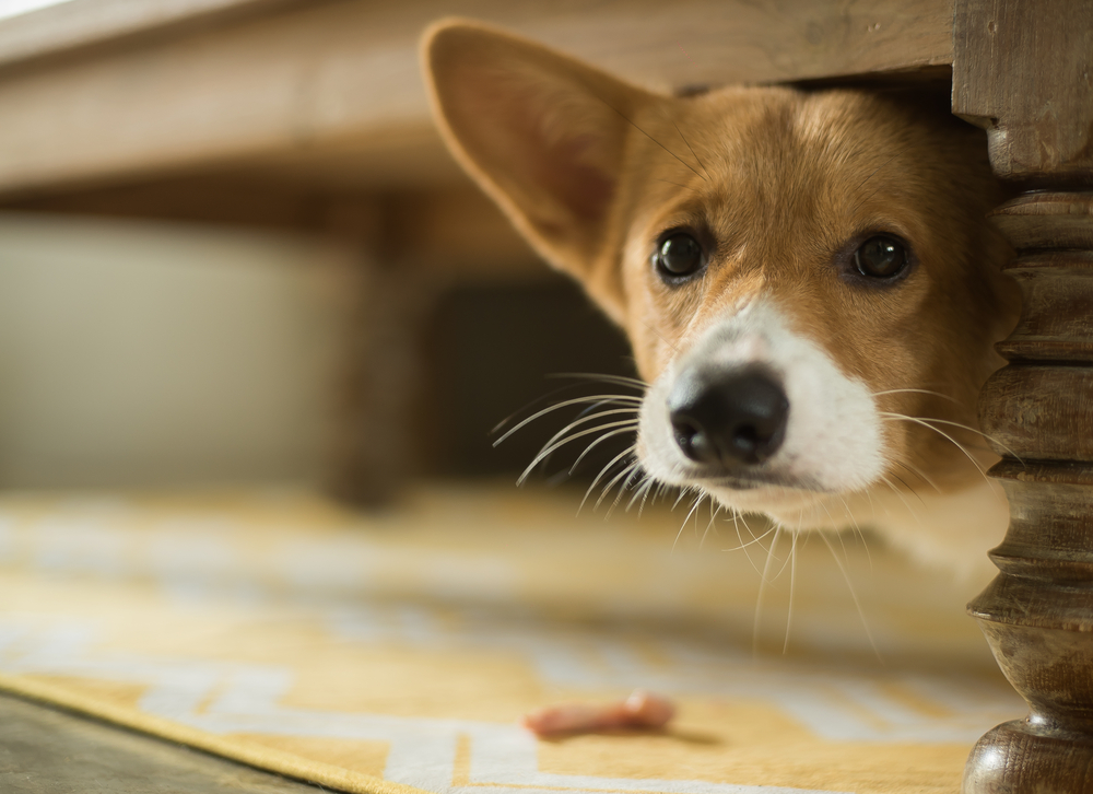 Frightened Corgi puppy showing signs of anxiety, illustrating pet fear behavior