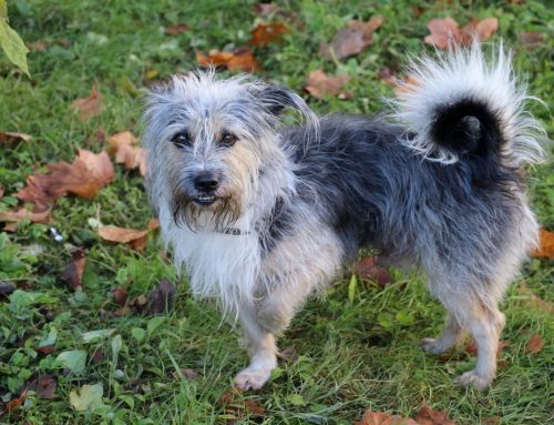 What a Lame Pet: Causes of Limping in Dogs