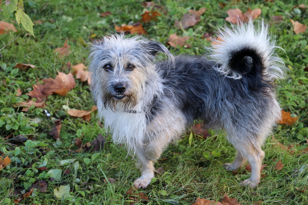 Dog standing on three legs with a limp, illustrating orthopedic or injury concerns in veterinary care