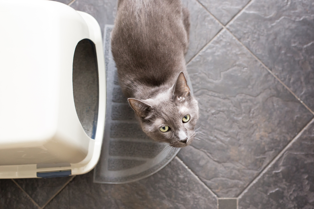 Cat looking at camera beside a litter box — cat hygiene and health tips at Star of Texas Veterinary Hospital
