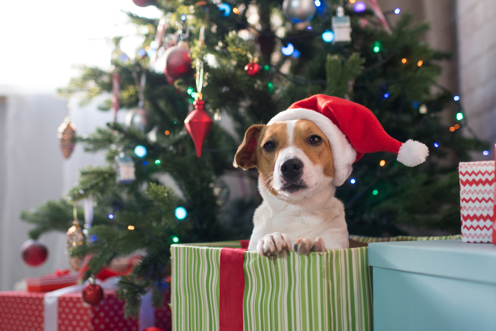 Jack Russell Terrier sitting under a decorated Christmas tree during the holiday season
