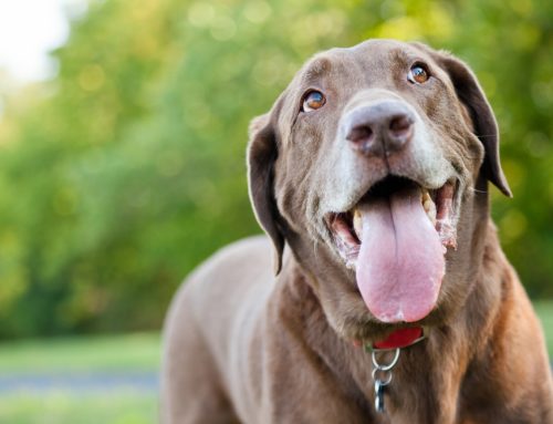 Why Does My Dog Pant So Much? Hershey the Chocolate Lab Explains