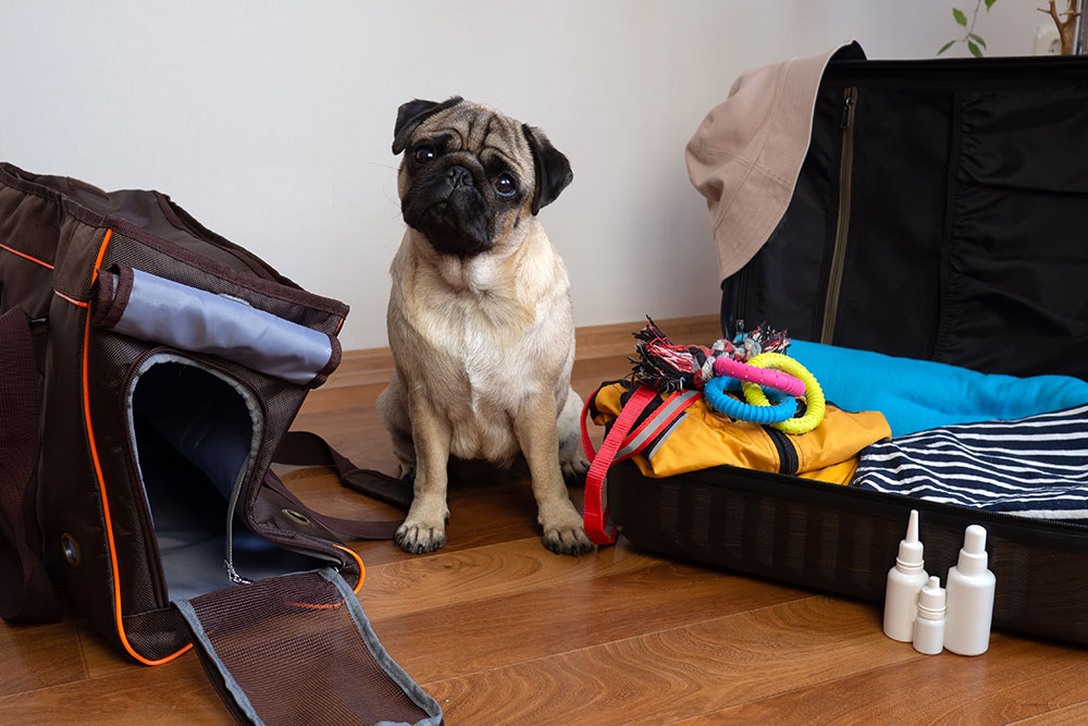 Dog sitting in a car during travel, illustrating pet travel safety tips