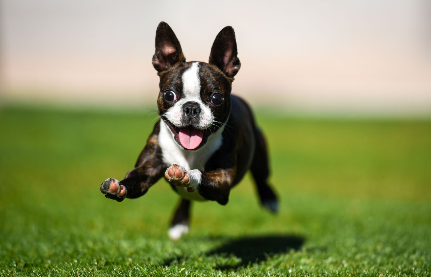 Boston terrier puppy running through the yard.