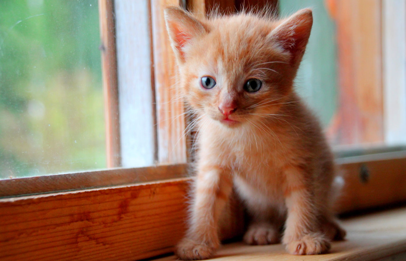 Funny red kitten. Ginger red kitten on window. Long haired red kitten.
