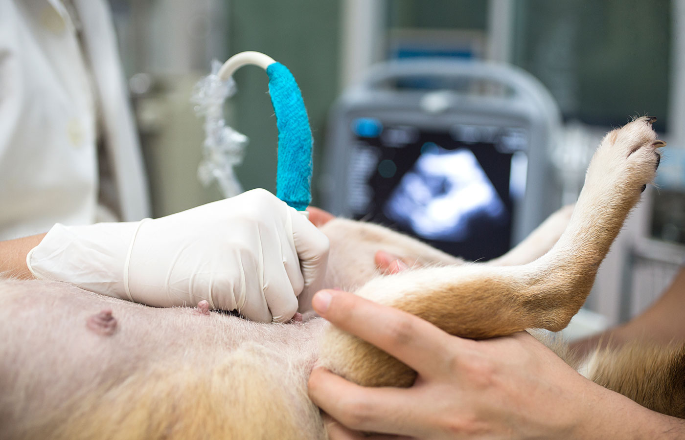 View the puppy in the dog. Veterinarian doing ultrasound and analyze healthy of animal.