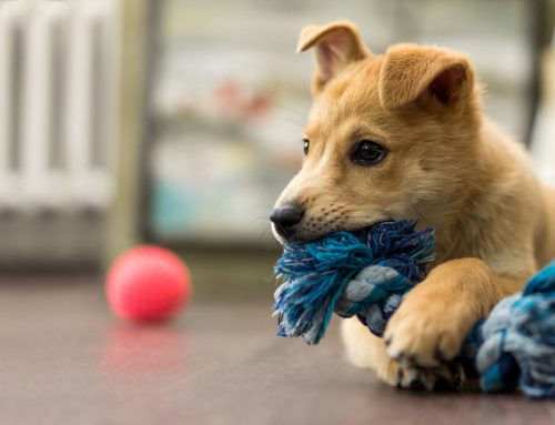 A Happy, Healthy Puppy: 3 Steps to Success