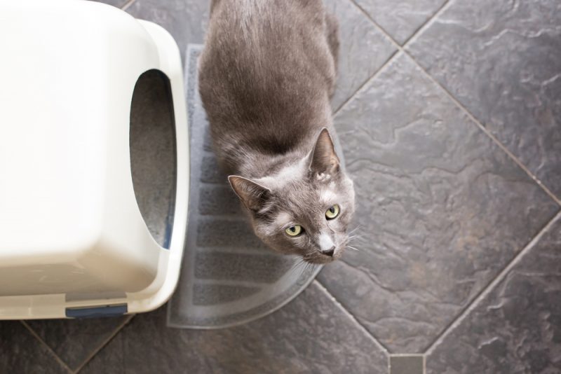The Wrong End of the Cat Why You May be Misunderstanding Litter Box Behavior Vet in Austin