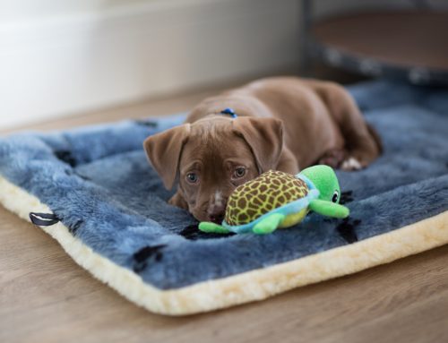 Do’s and Don’ts of Puppy Socialization