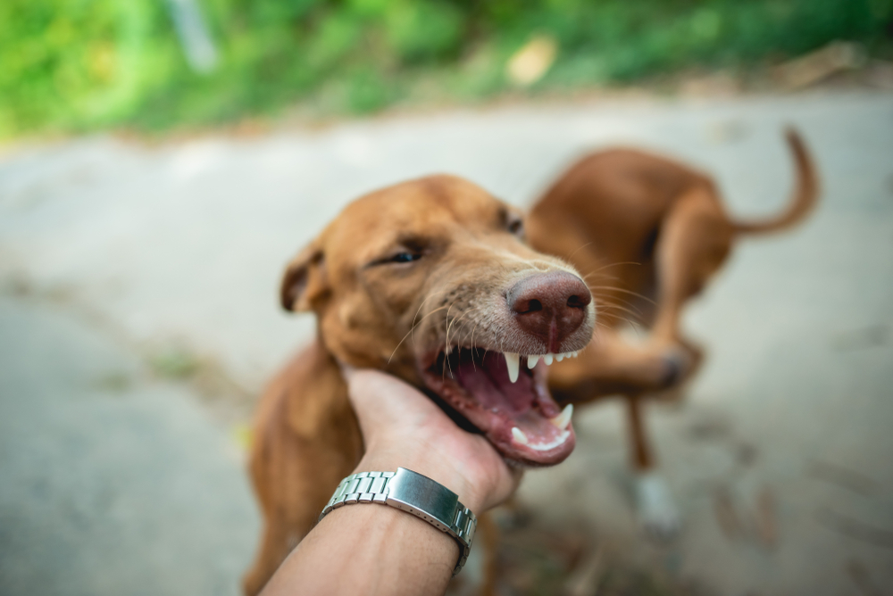 can cancer cause aggression in dogs