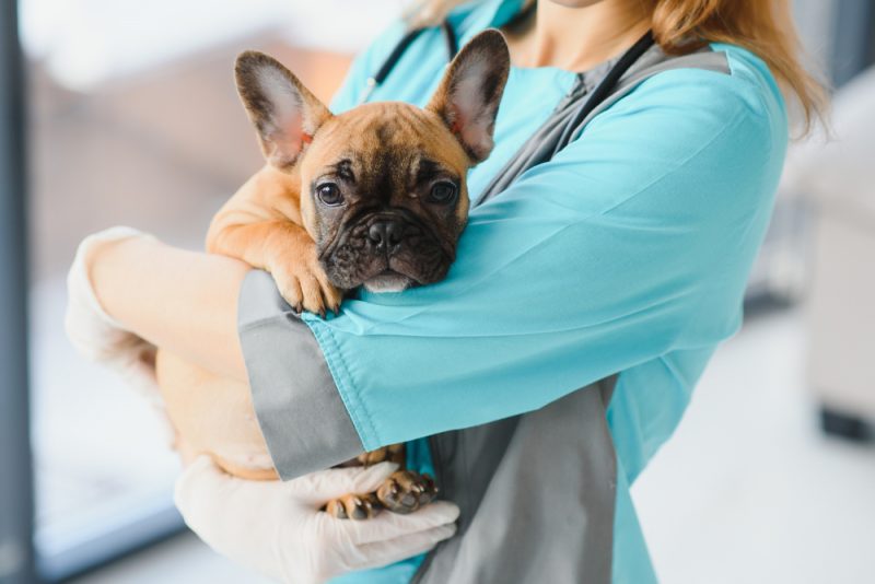 why-is-my-dog-vomiting-vet-in-austin-star-of-texas-veterinary-hospital