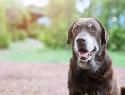 Golden Oldies—Improving Your Senior Dog’s Daily Life