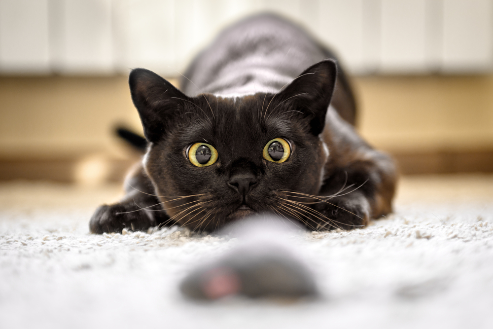 Cracking The Cat Code What Your Cat s Body Language Can Tell You 