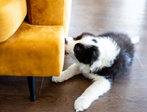 4 Tips to Prevent Problem Puppy Behaviors—Before It’s Too Late
