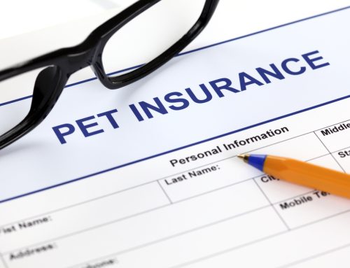 6 Questions to Ask Before Choosing Pet Insurance