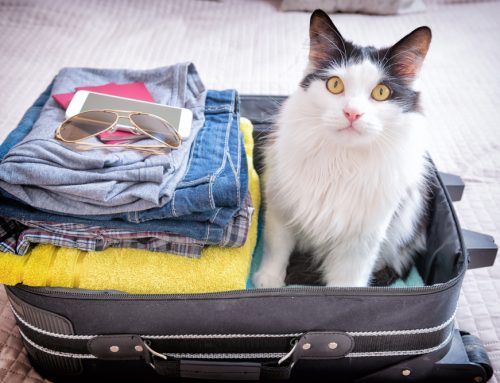 6 Ways to Safely Travel with Your Pet