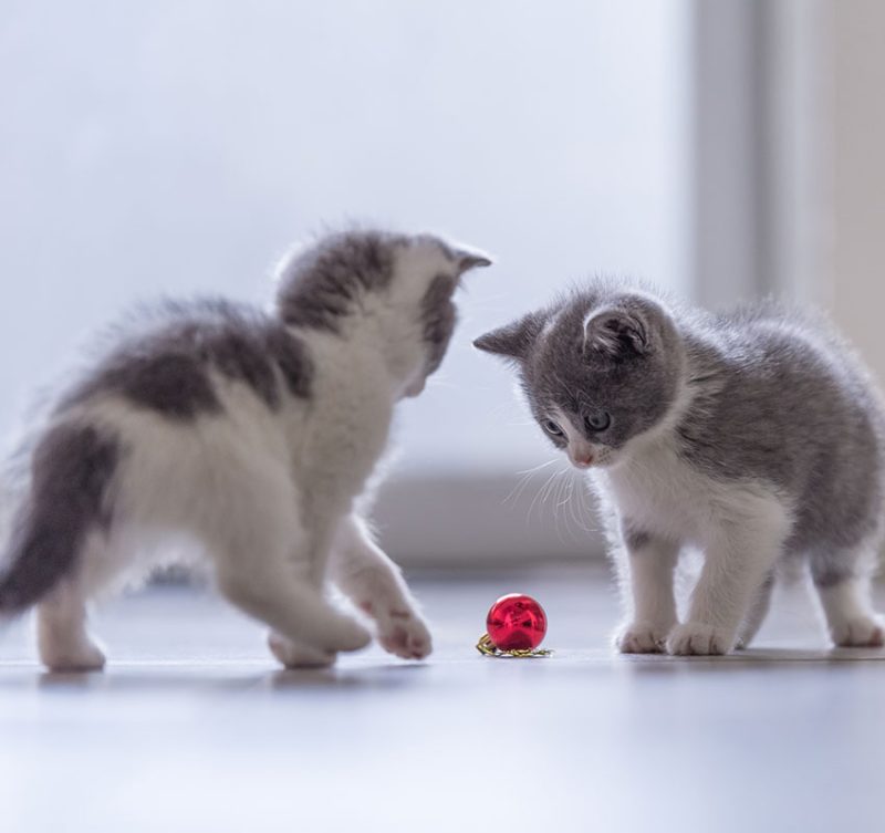 Feline Spay FAQ Vet in Austin Star of Texas Veterinary Hospital