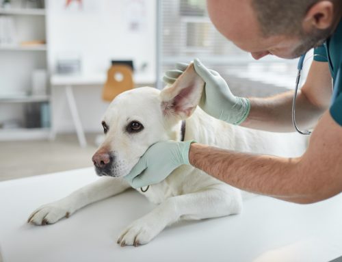 5 Ways Regular Wellness Screenings Protect Your Pet