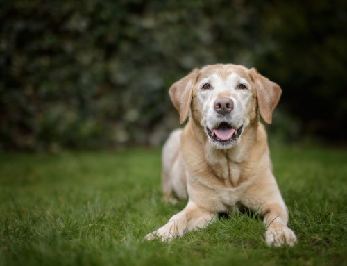 5 Tips to Assess Your Senior Pet’s Quality of Life
