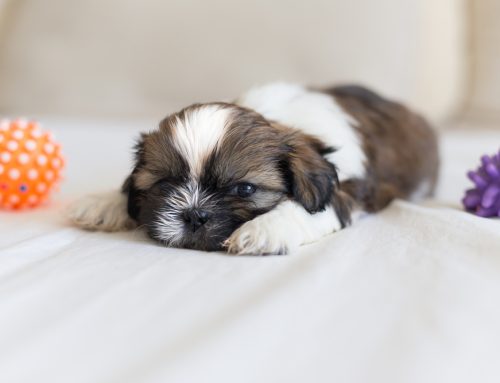 A Note on Socialization From Your New Puppy