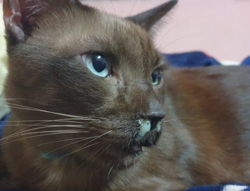 The Snotty-Nosed Cat: Feline Respiratory Infections