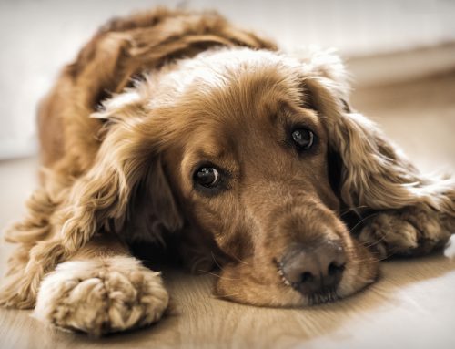 Understanding Cognitive Dysfunction in Pets