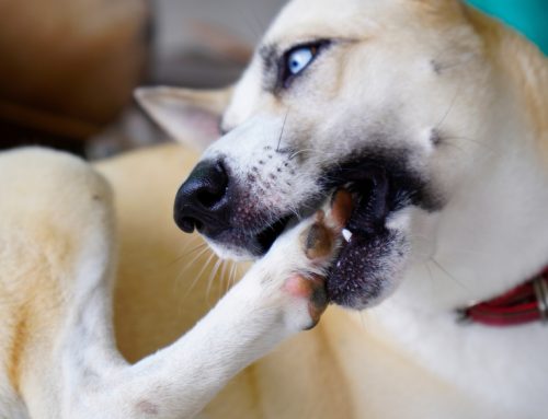 Scratch That Itch: 7 Reasons Your Pet Is Itchy