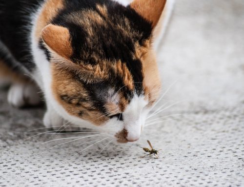 That Bites! Identifying and Treating Bug Bites in Pets