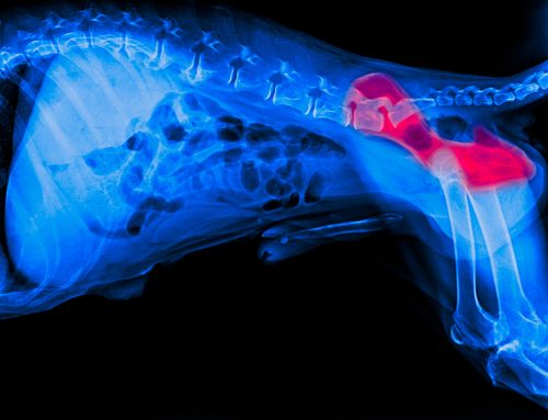 It’s All in the Hips: Hip Dysplasia in Dogs