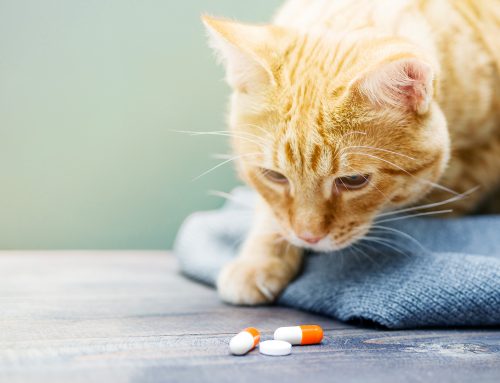 Paws Off Prescriptions: The Dangers of Human Medications for Pets