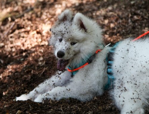 Unearthing Dirt Dangers: Why Soil Can Be Harmful to Pets