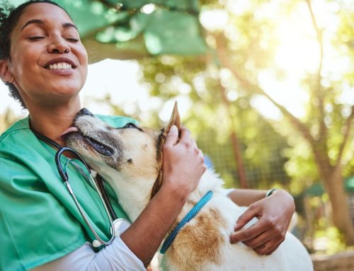 10 Little-Known Ways Our Vet Can Enhance Your Pet’s Life