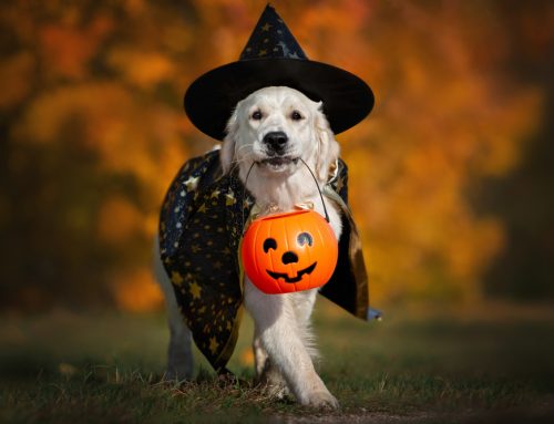 Ensuring a Safe and Spooky Halloween for Your Pets: Expert Tips from Star of Texas Veterinary Hospital