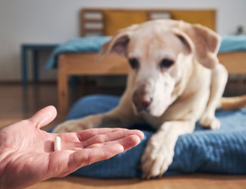 Pet Won’t Take Their Medicine? We’re Here to Help