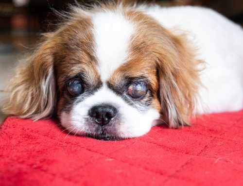 Clear Vision for Your Pets: Uncovering Common Eye Issues with Star of Texas Veterinary Hospital