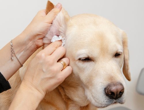 Keep Your Pet Friend’s Ears Happy and Healthy