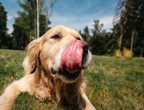 Understanding and Addressing Excessive Licking in Pets