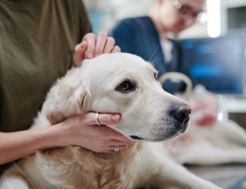 Comprehensive Guide to Recognizing Cancer Signs in Pets: Expert Insights