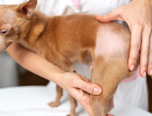 Lumps and Bumps on Your Pet: Understanding Skin Masses and Treatment Options