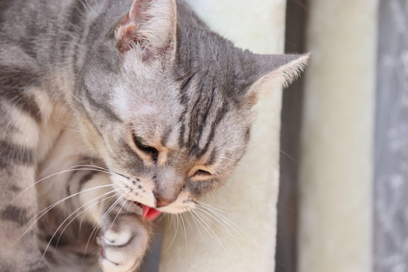 Illustration of Feline Pancreatitis Management Plans