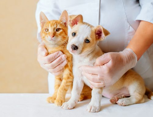 Common Puppy and Kitten Emergencies: Recognizing and Handling Urgent Issues