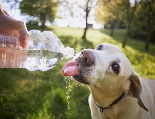 Recognizing Heat Stroke in Pets: Summer Safety Tips