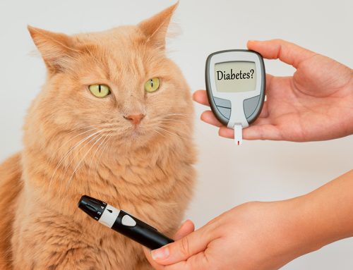 Feline Diabetes: How to Spot and Manage Diabetes in Cats