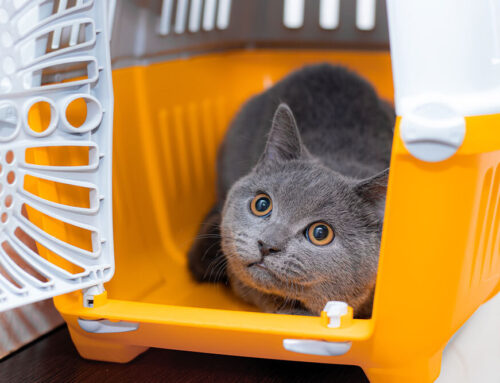 Diseases Your Pet Could Pick Up While Traveling
