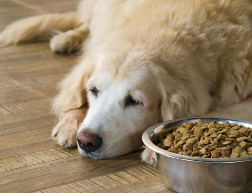 Ignoring Food: When to Worry About Your Pet’s Appetite Loss