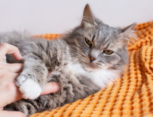 Signs Your Pet is in Pain: How to Tell and What to Do