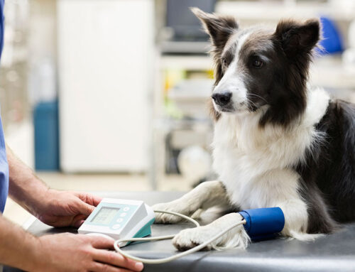 The Most Common Pet Surgeries and What to Expect