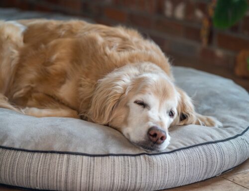 How to Recognize and Treat Chronic Pain in Senior Pets